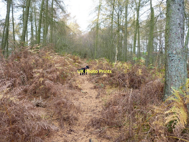 Photo 6"x4" A path through Birch Coppice Broome\/SO5298 c2011