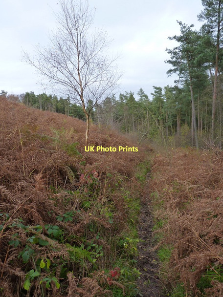 Photo 6"x4" A narrow path in Lodgehill Coppice Broome\/SO5298 c2011