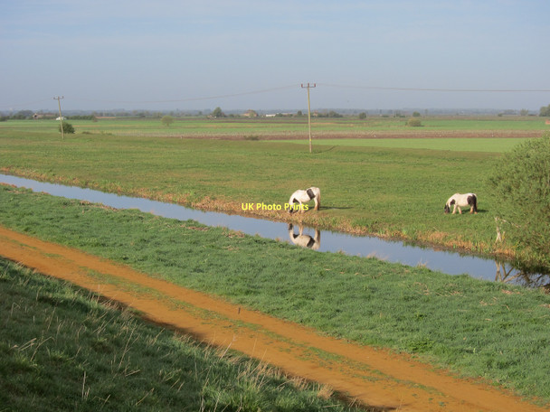 Photo 6"x4" Horses grazing the counterwash Mepal c2011