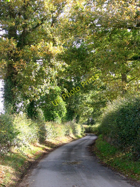 Photo 6"x4" View south-east along The Avenues Carleton St Peter c2009