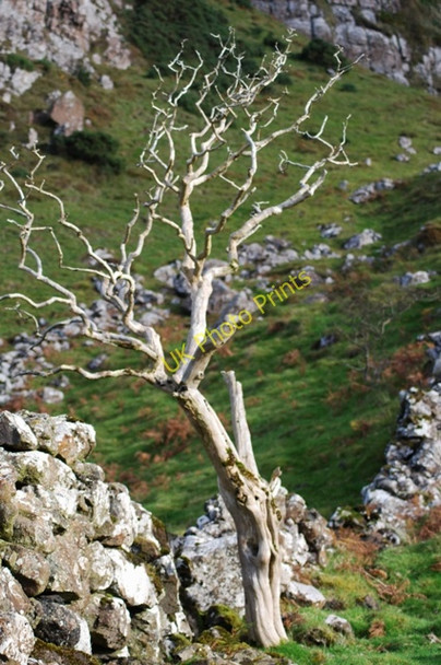 Photo 6"x4" Dead tree, Binevenagh Bolea c2009