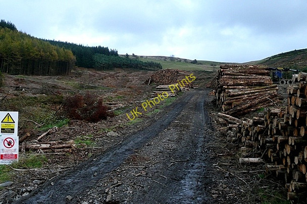 Photo 6"x4" Forestry at Brondre-fawr David's Well c2009