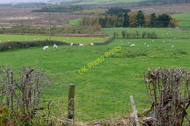 Photo 6"x4" Sheep pasture below Brondre Fawr Bwlch-y-sarnau c2009