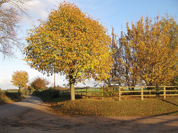Photo 6"x4" Autumn colour, Bollitree Kingstone\/SO6324 c2009