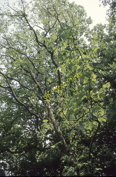 Photo 6"x4" Wild Service Tree in Thundersley Plotlands New Thundersley c1992