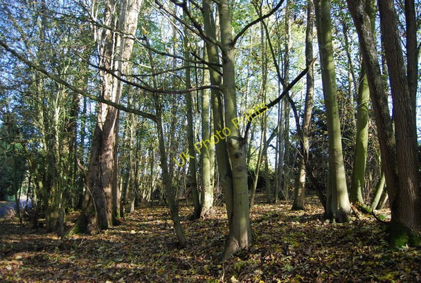 Photo 6"x4" Woodland by Roydon Hall Rd Mereworth c2009