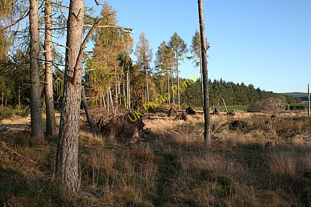Photo 6"x4" The Edge of Stynie Wood Mosstodloch c2009