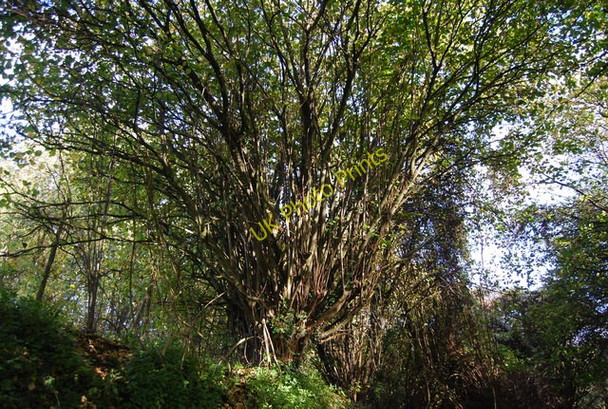 Photo 6"x4" Coppiced tree by Winfield lane Basted c2009