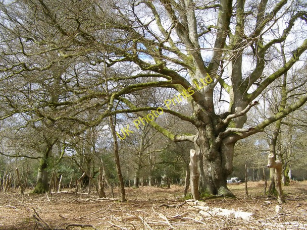 Photo 6"x4" Beech pollard and pollarded holly, Warwick Slade, New Forest Bank\/SU2807 c2006