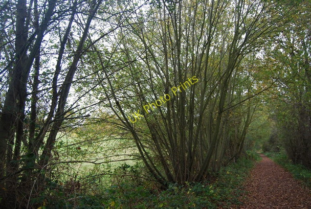 Photo 6"x4" Coppiced tree by the Forest Way Mott's Mill c2009