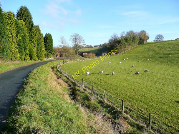 Photo 6"x4" Sheep pasture by Wellington's Farm Grange Village c2009