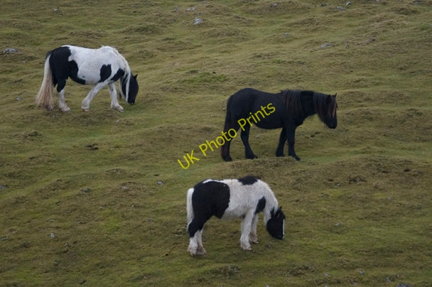 Photo 6"x4" Fell ponies on Fell End Clouds Fell End\/SD7298 c2009