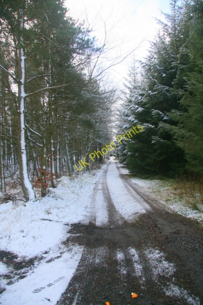 Photo 6"x4" Track into Tealinghill wood Over Finlarg c2009