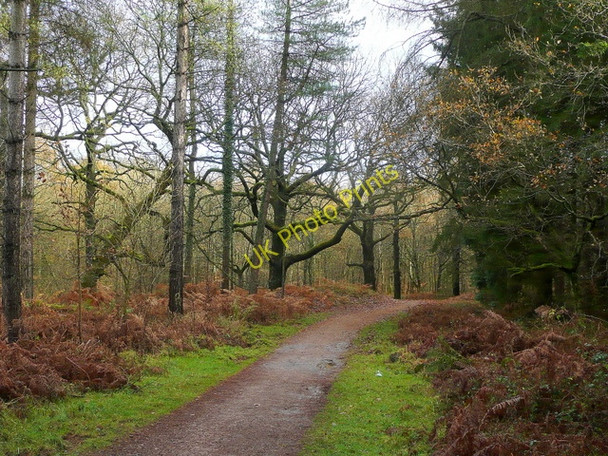Photo 6"x4" Forest of Dean Cinderford c2009