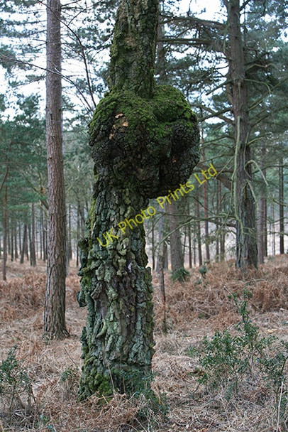 Photo 6"x4" Curious Silver Birch tree on Hart Hill Newtown\/SU2710 c2006