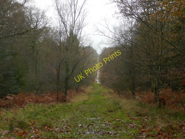 Photo 6"x4" Straight line through the forest Upper Soudley c2009