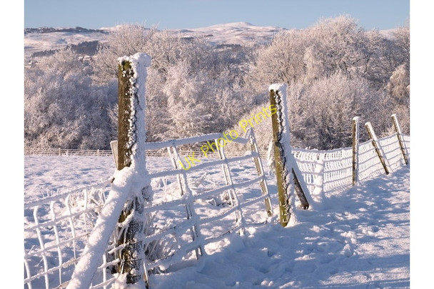 Photo 6"x4" Field Gate, Mid Risk Farm Lochwinnoch c2009