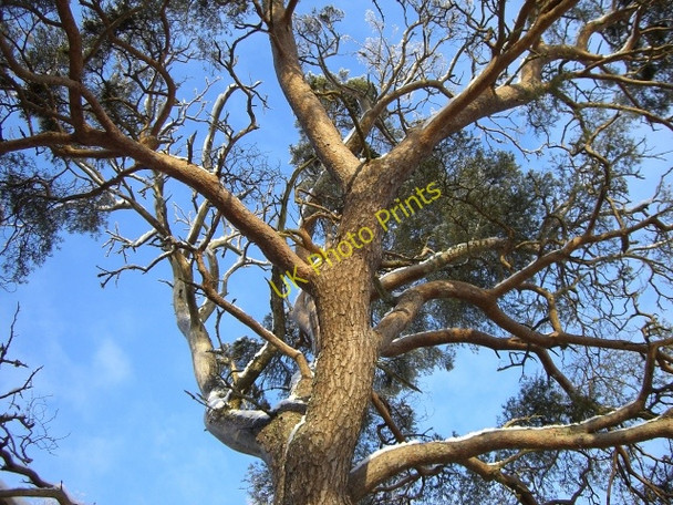Photo 6"x4" Caledonian Pine Altass c2009