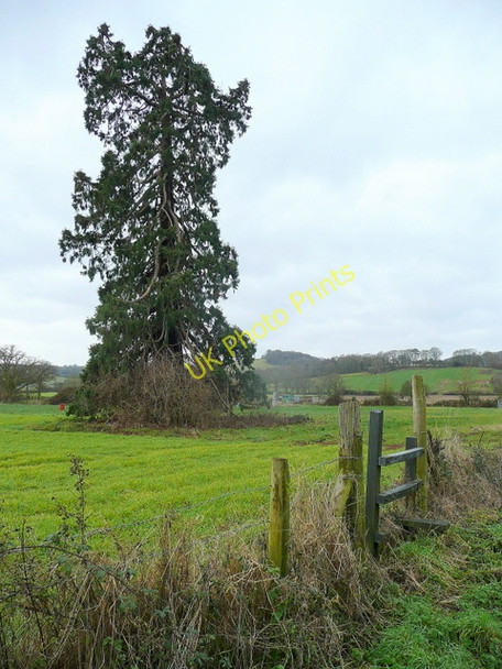 Photo 6"x4" Redwood tree at Elton Elton\/SO6913 c2009