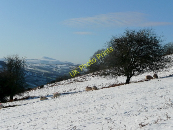 Photo 6"x4" Southern slope of Garway Hill White Rocks c2010