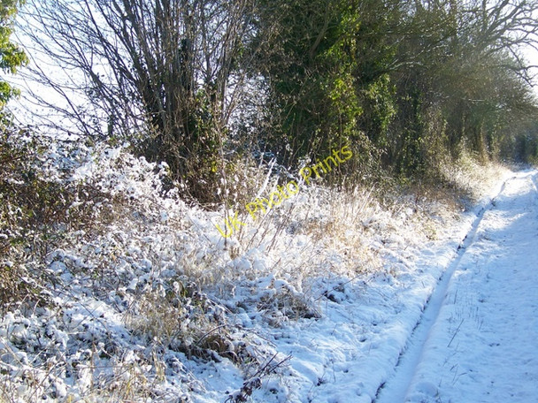 Photo 6"x4" Hedge, Faulston Down Bishopstone\/SU0725 c2010