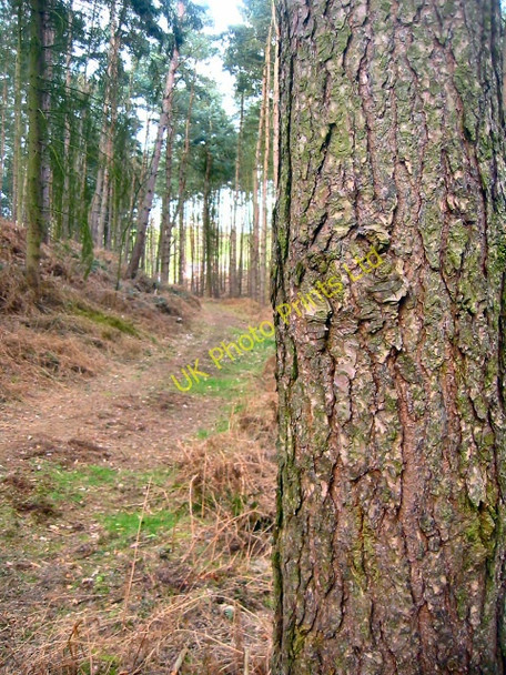 Photo 6"x4" Pine woodland of Moor Close Ampthill c2006