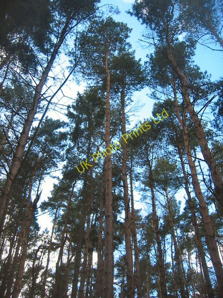 Photo 6"x4" Pines of Moor Close Ampthill c2006