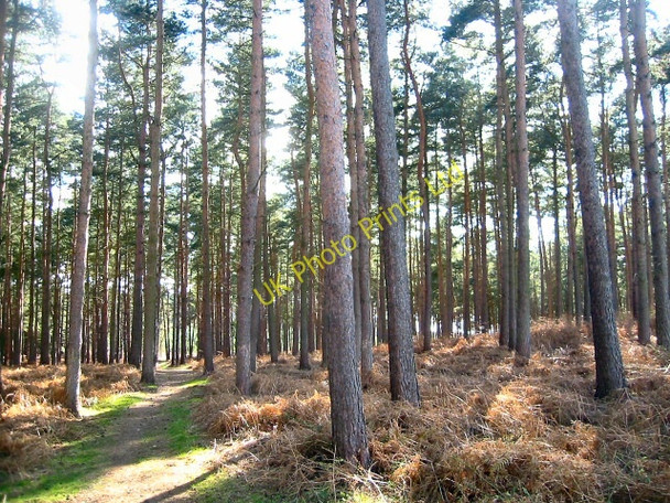 Photo 6"x4" Millbrook Warren Ampthill c2006