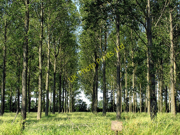 Photo 6"x4" Plantation at intersection of A417 and Witpit Lane Cirencester c2005