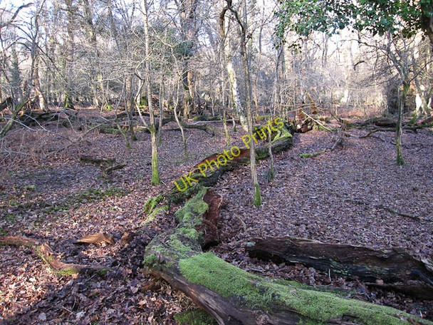 Photo 6"x4" Whitley Wood Bank\/SU2807 c2010