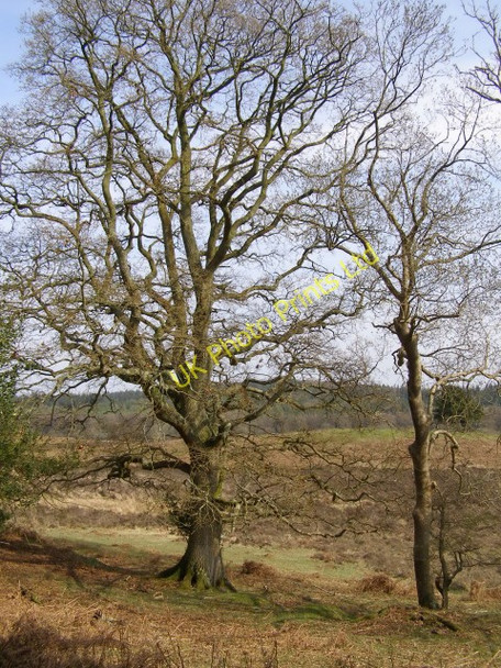 Photo 6"x4" Edge of the woods on Ragged Boys Hill, New Forest Fritham c2006