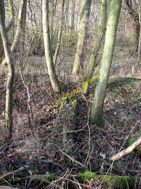 Photo 6"x4" Gt Yarmouth to St Olaves railway - Belton\/Fritton Belton\/TG4802 c2010 P1