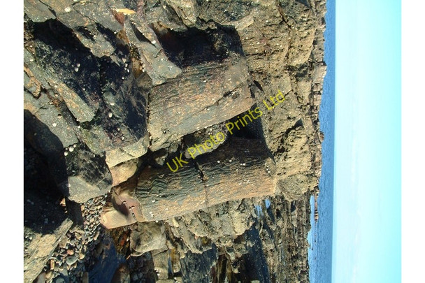 Photo 6"x4" Fossil trees Anstruther Easter c2006