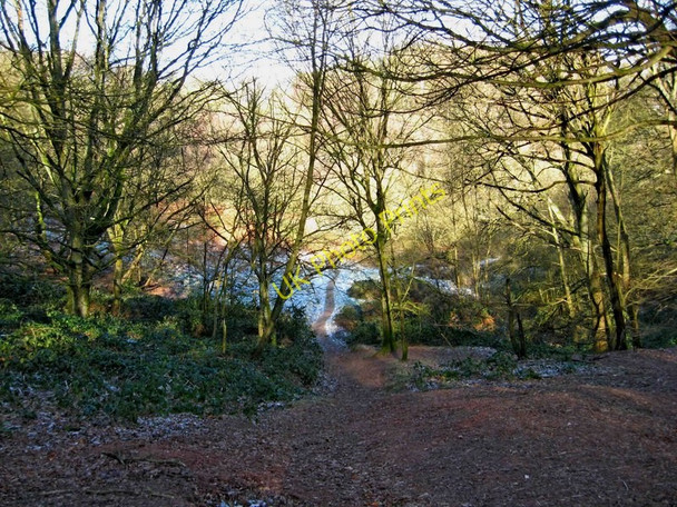 Photo 6"x4" Woodland on side of Kinver Edge Kinver c2010 P1