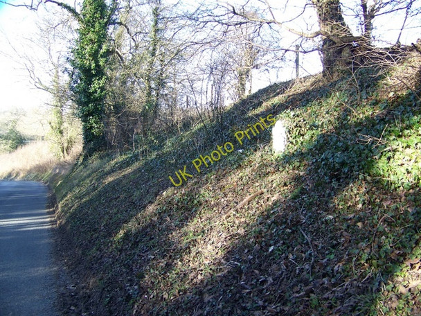 Photo 6"x4" Hedge and verge, Akeman Street Hilcot End c2010