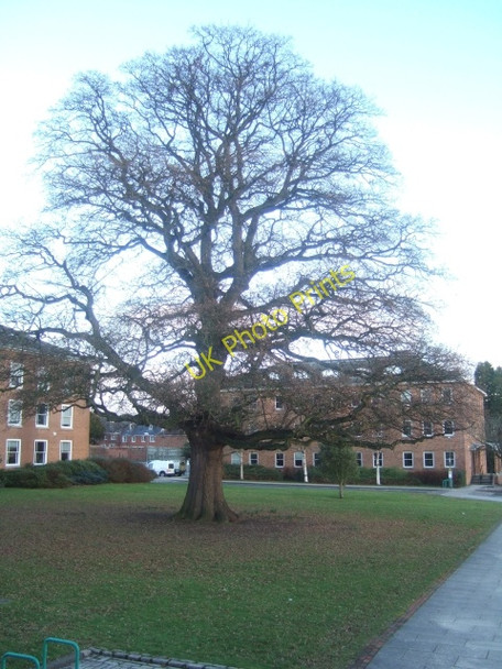 Photo 6"x4" Lucombe Oak, County Hall, Exeter Exeter c2010