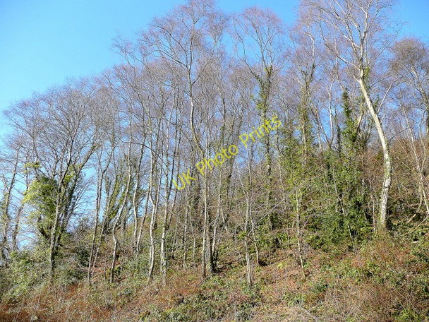 Photo 6"x4" The Beeches Pontypool\/Pont-y-pwl c2010