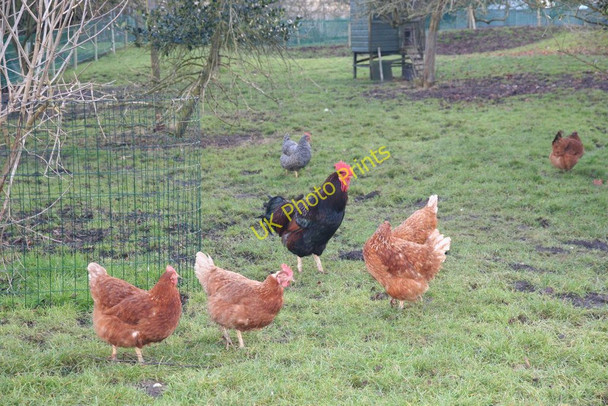 Photo 6"x4" Ruling the roost Didcot c2010