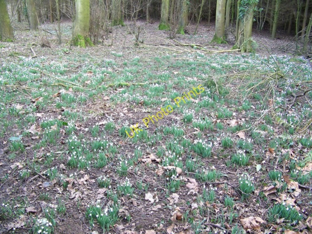 Photo 6"x4" Snowdrops, The Grove Wardour c2010