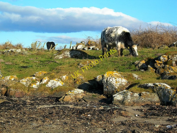 Photo 6"x4" Shoreline Grazing at Port Gavillan Port Gavillan c2010