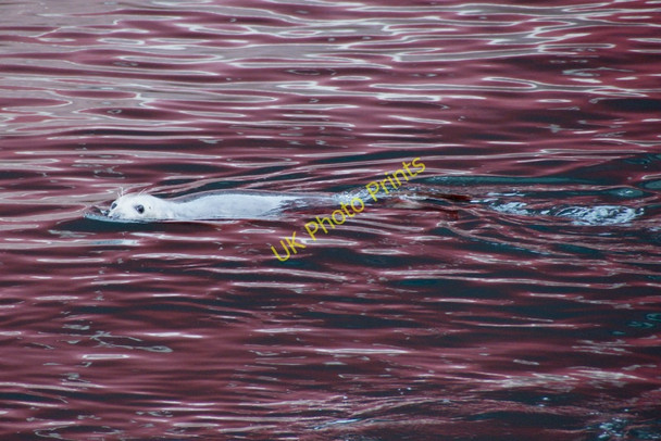 Photo 6"x4" Grey Seal (Halichoerus grypus), Lerwick Lerwick c2010