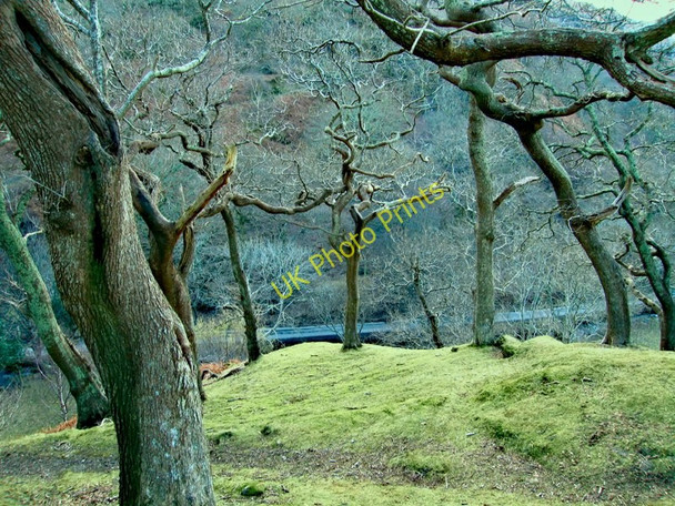 Photo 6"x4" Strange trees near Friog, Wales Friog\/SH6112 c2010