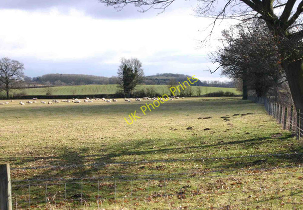 Photo 6"x4" Field of sheep near Rushy Close Spinney Newbold Pacey c2010