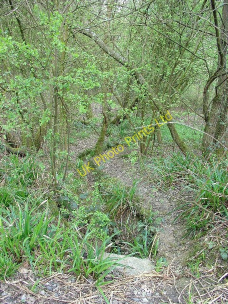 Photo 6"x4" Deciduous Woodland, Southwater Country Park, Southwater, West Sussex Southwater c2005