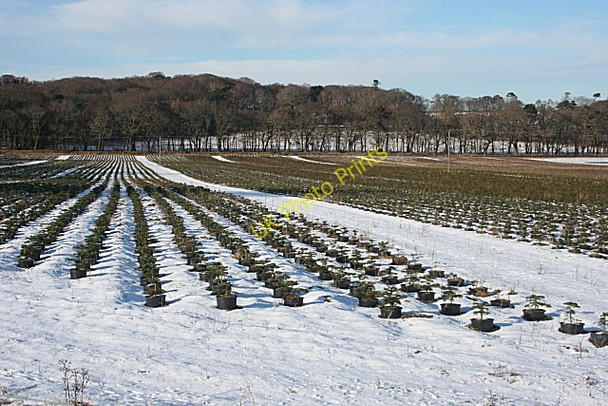 Photo 6"x4" Christmas Tree Nursery Duffus c2010