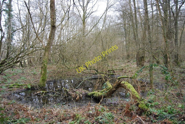 Photo 6"x4" Boggy pond, Horeman's Wood Vinehall Street c2009