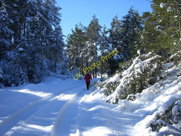 Photo 6"x4" Forest track near Moy Moy\/NH7634 c2010
