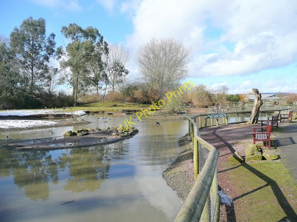 Photo 6"x4" Australia at Slimbridge WWT Shepherd's Patch c2010