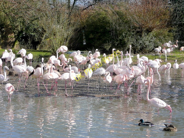 Photo 6"x4" Greater Flamingos at Slimbridge WWT Shepherd's Patch c2010