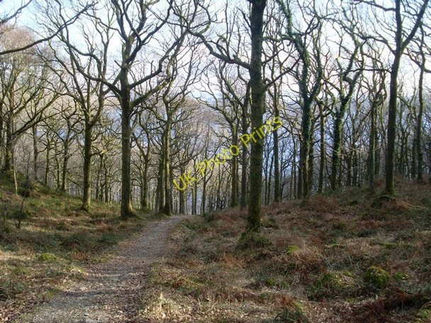 Photo 6"x4" West Highland Way in Ross Wood Inverbeg c2010
